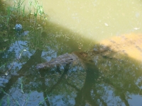 View the album TRIAD