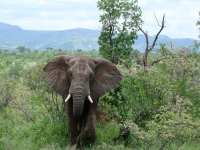 View the album TRIAD