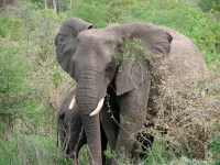 View the album TRIAD